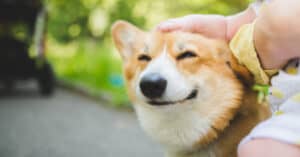 Why Do Animals Like Being Petted? - A-Z Animals