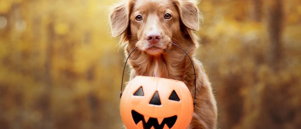 Dog Pumpkin Costumes