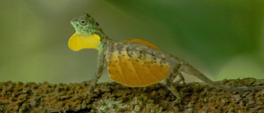 Draco volans close-up