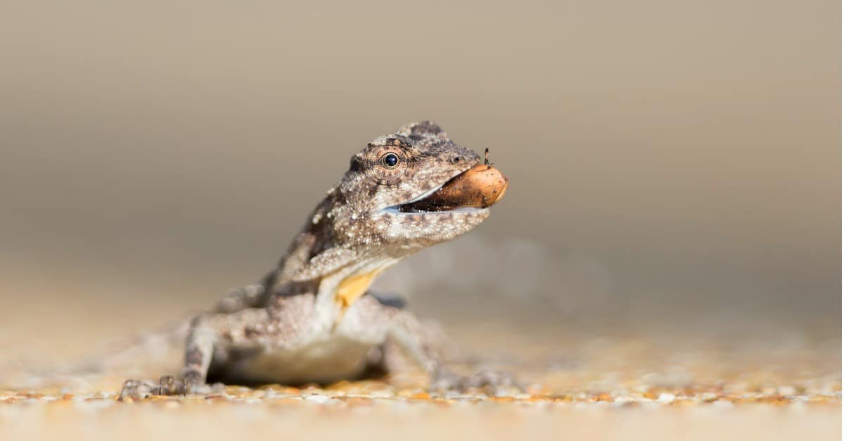 A rare moment for a delicate gliding lizard, Draco volans, as it forages for food at ground level.