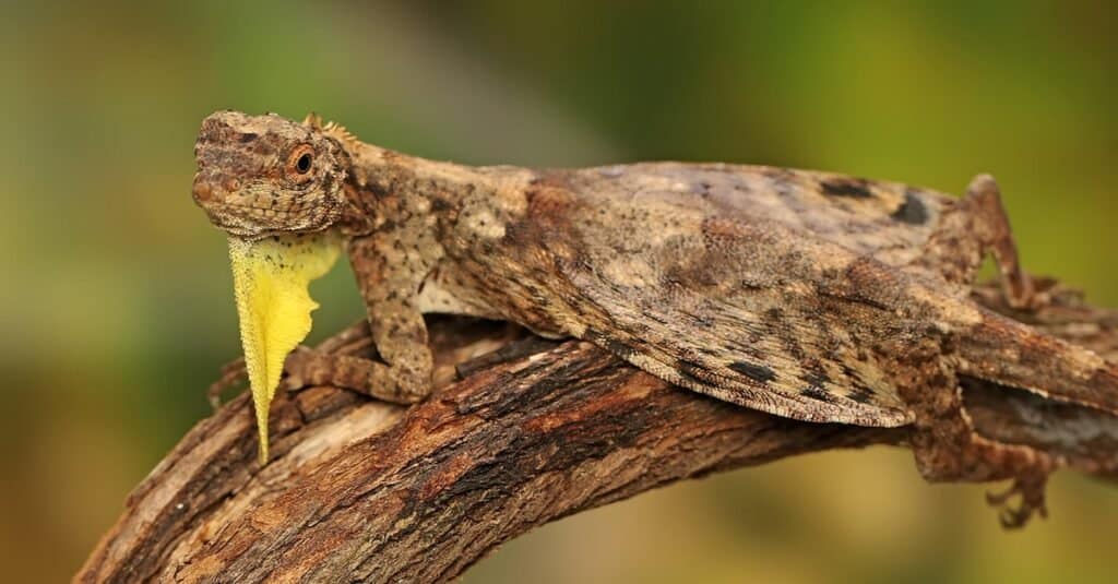 A flying dragon (Draco volans) is sunbathing on a vine branch before starting its daily activities.