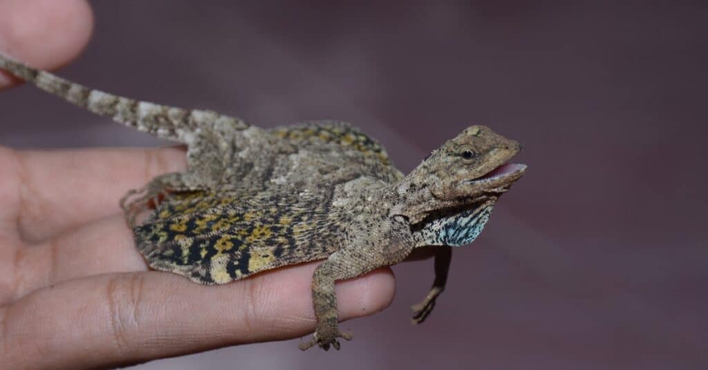 Draco volans sitting on a person's hand.