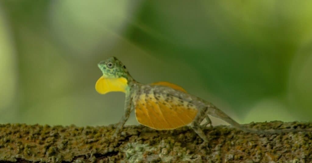 Draco volans, the common flying dragon on the tree in Tangkoko National Park, Sulawesi, is a species of lizard endemic to Southeast Asia