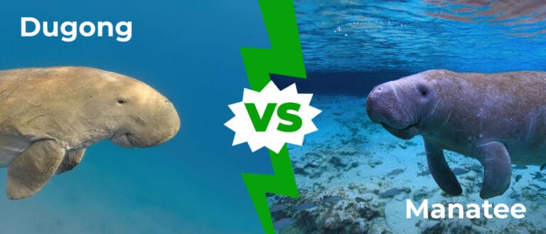 Dugong vs Manatee