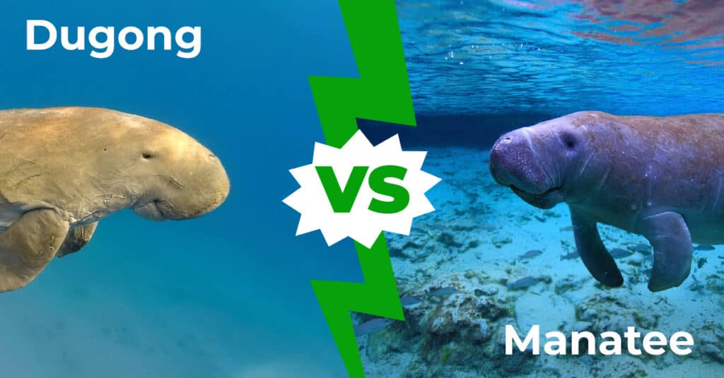 Dugong vs Manatee