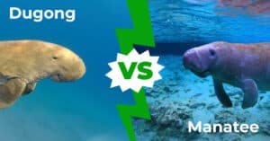 Dugong vs Manatee: 9 Key Differences Explained Picture
