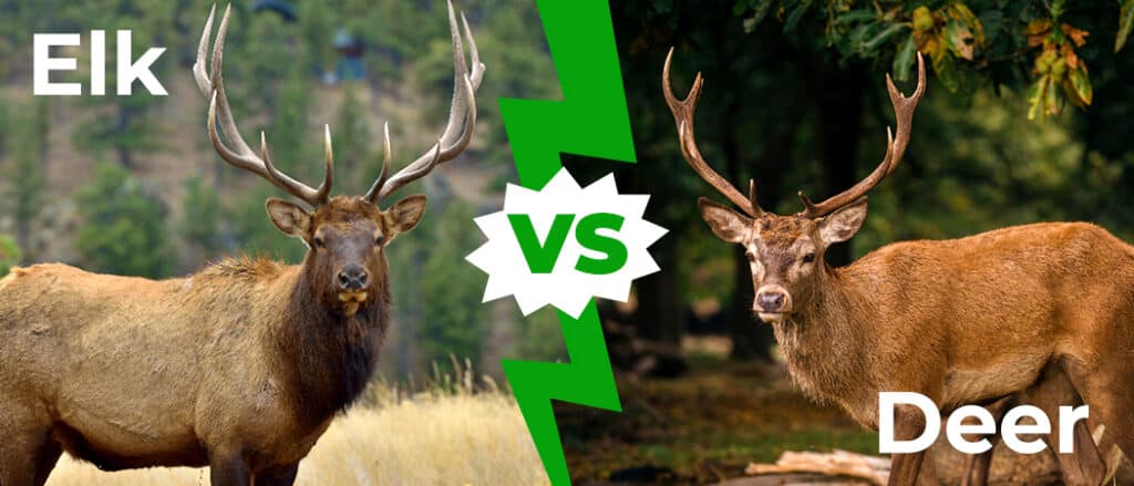 Elk vs Deer