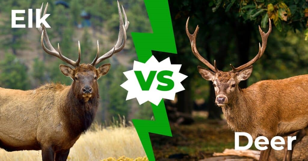 elk vs deer