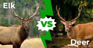 Elk vs Deer: 8 Key Differences Explained photo