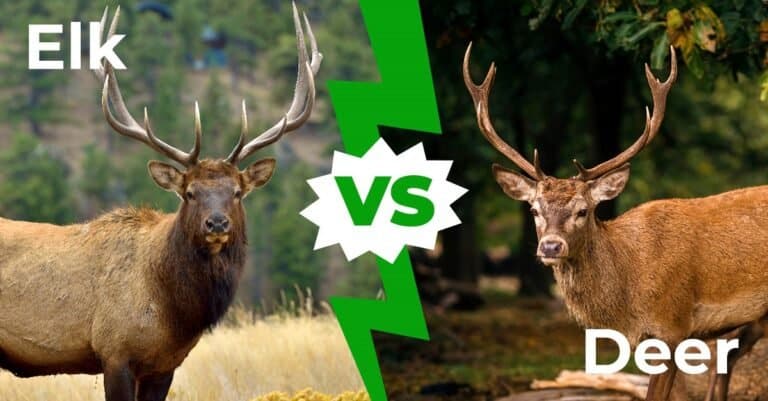 central oregon elk vs deer
