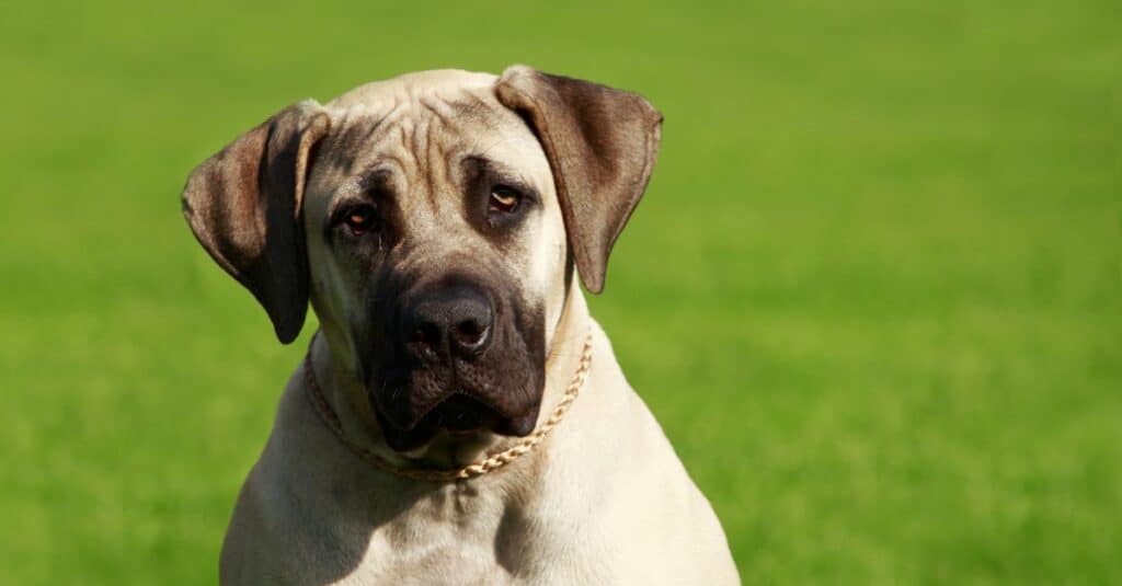 Tallest Dogs: English Mastiff