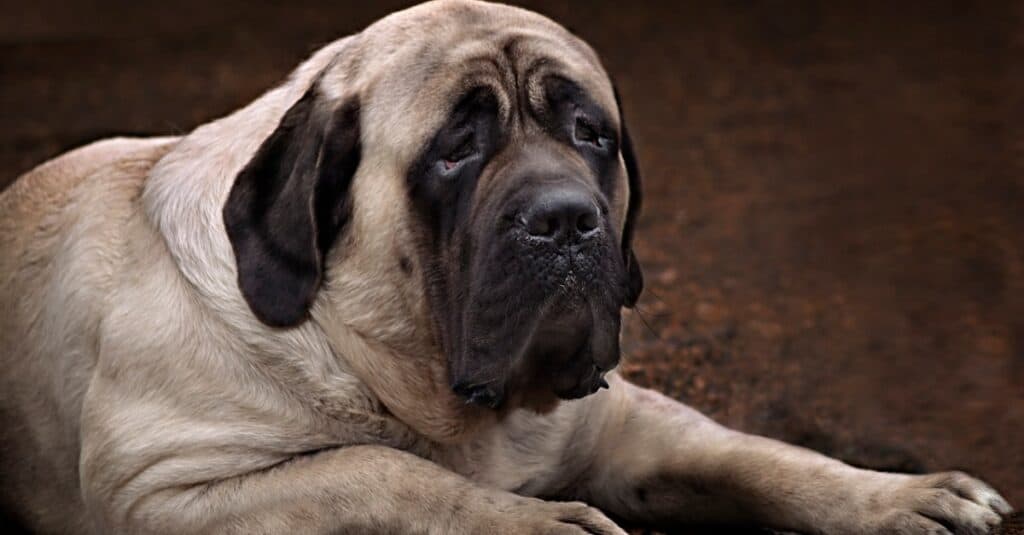 Heaviest Dogs: English Mastiff