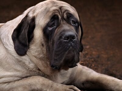 A 12 Lovable and Popular Short-Haired, Big Dog Breeds