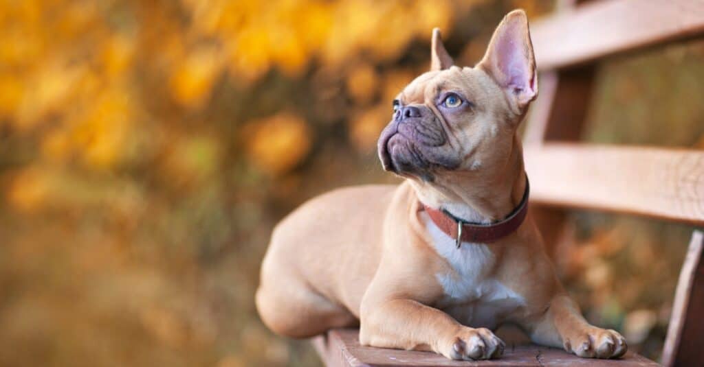 Fawn French Bulldog on a Park Bench