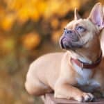 Though French Bulldogs come in a range of colors, fawn 