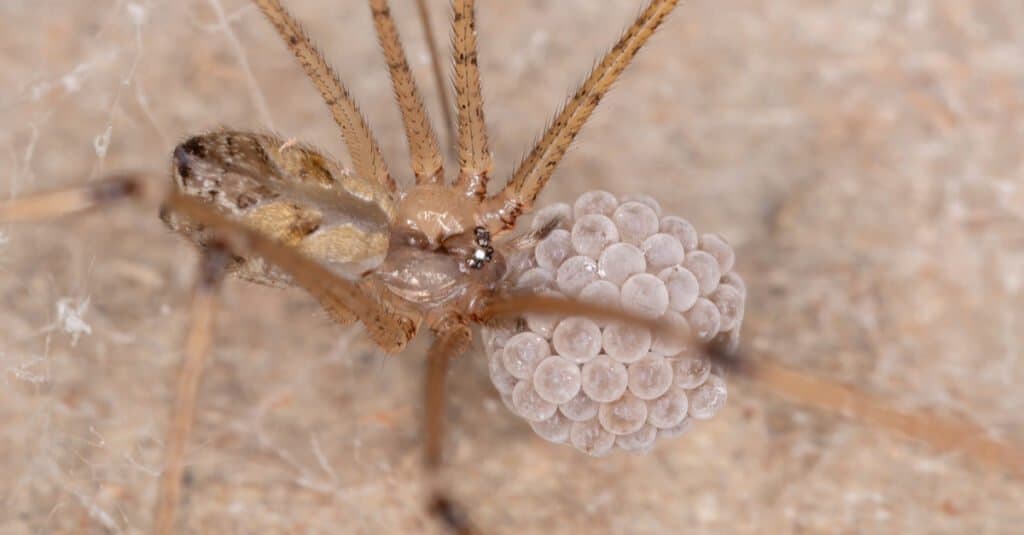 Araignée de cave femelle protégeant ses oeufs
