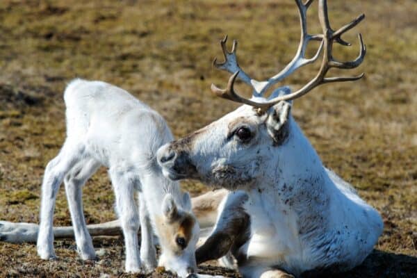 A female reindeer with her calf in springtime. Female reindeer also have antlers to protect themselves and their calves in an all-female herd.