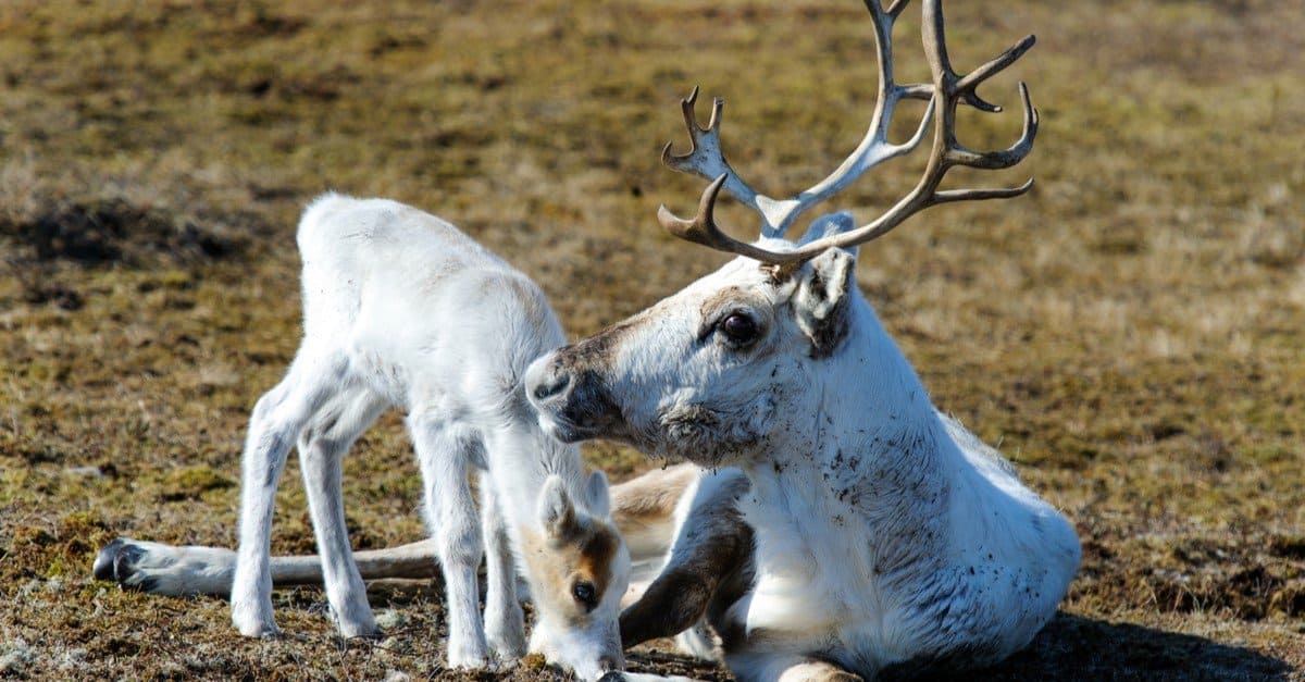 Female Reindeer Have Antlers Female With Calf 