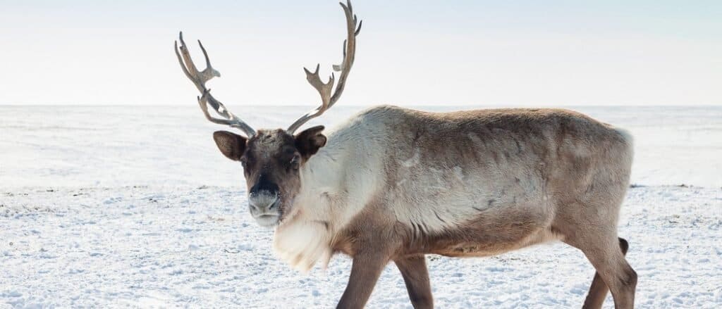 Female Reindeer Have Antlers