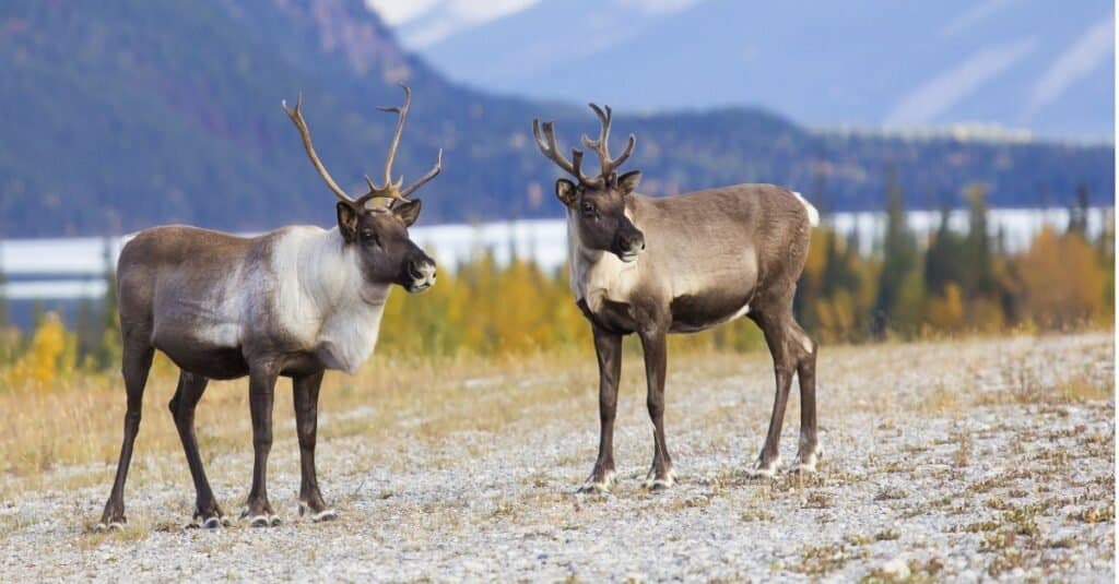 Reindeer in the Arctic: How Do They Survive? - AZ Animals