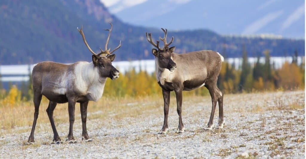 Female Reindeer Have Antlers