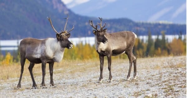 Discover The Incredible Adaptations That Help Reindeer Thrive In The ...