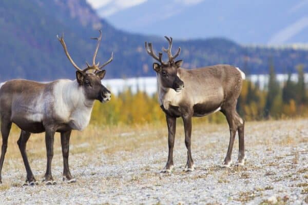 A pair of young female reindeer stand in front of a beautiful glacial background. Watson Lake, Yukon, Canada. In young reindeer, the antlers are smaller, but they grow bigger each year.