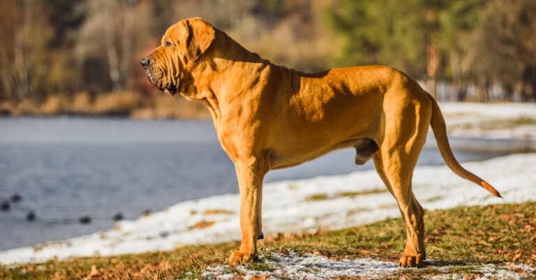 Fila Brasileiro looking out over the water