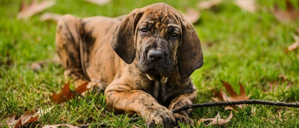 Fila Brasileiro chewing on a stick