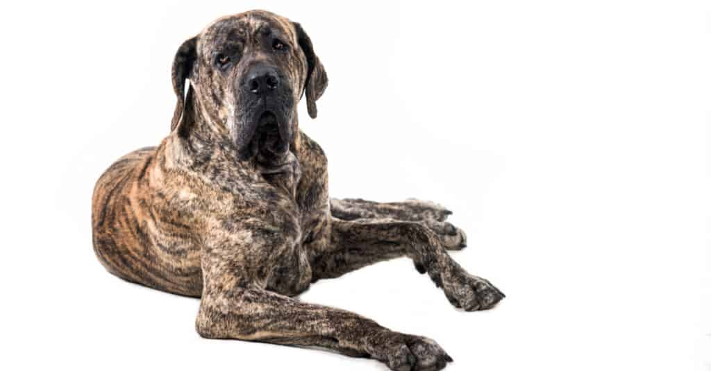 isolated Fila Brasileiro