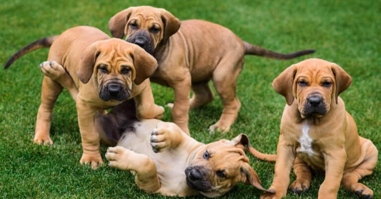 Fila Brasileiro puppies playing in the grass