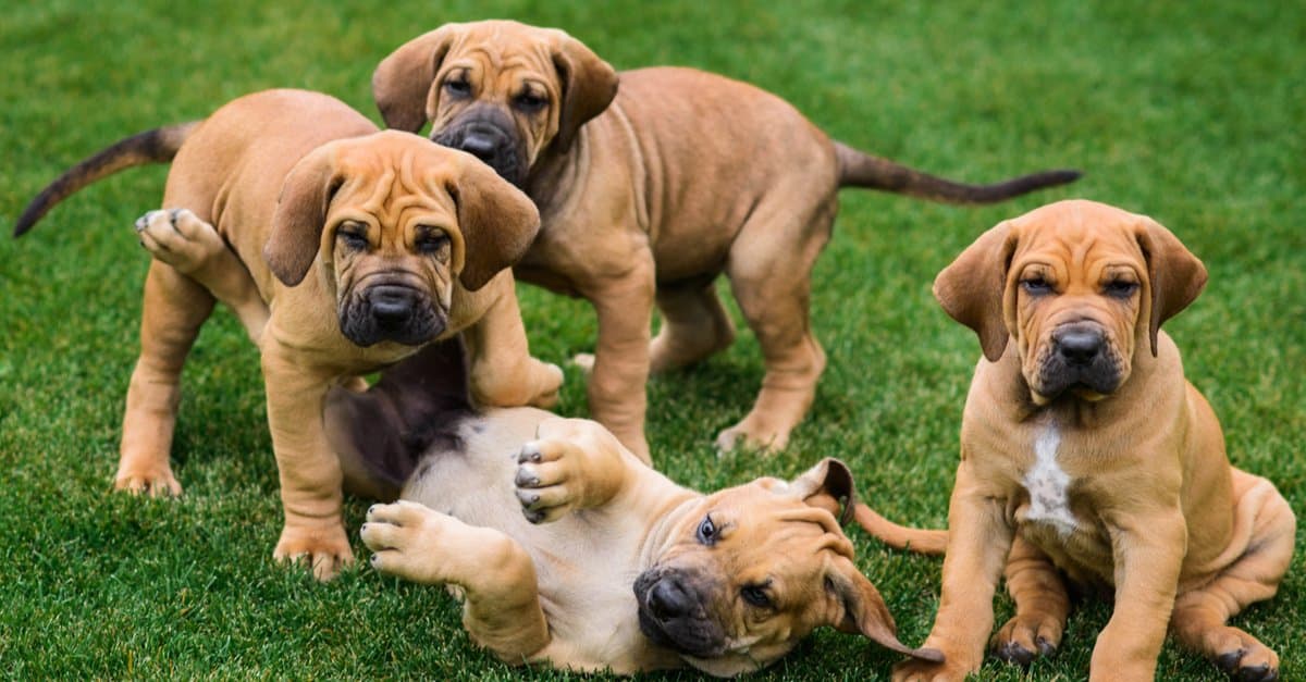 Adorable Fila Brasileiro Puppy Portrait Stock Image - Image of dogs, fila:  134242007