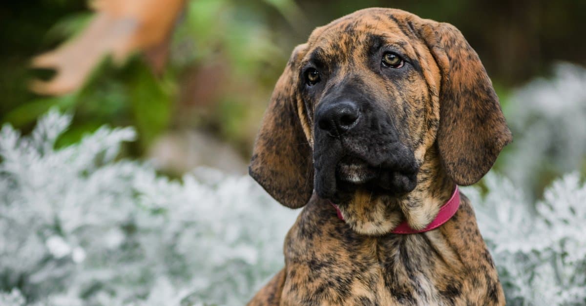 Fila brasileño dog on Craiyon