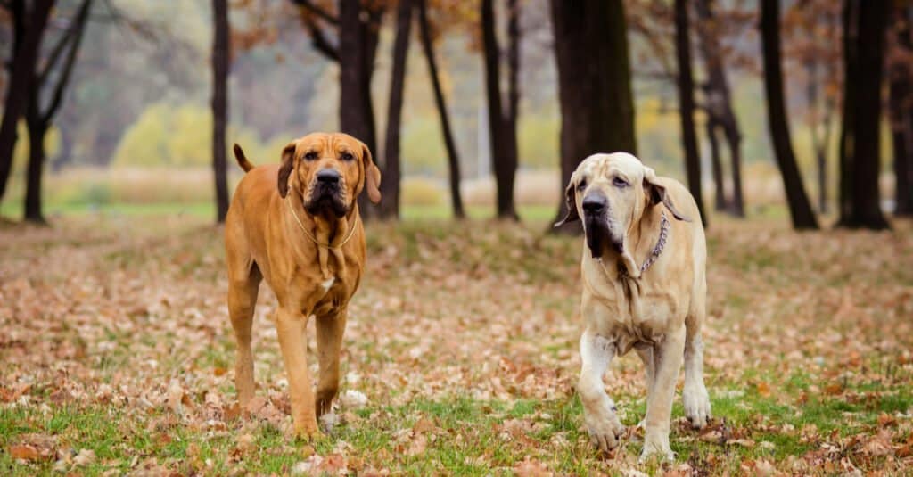 Fila Brasileiro, a Dog Breed from Brazil, Male Sitting Stock Image - Image  of fila, male: 197570661