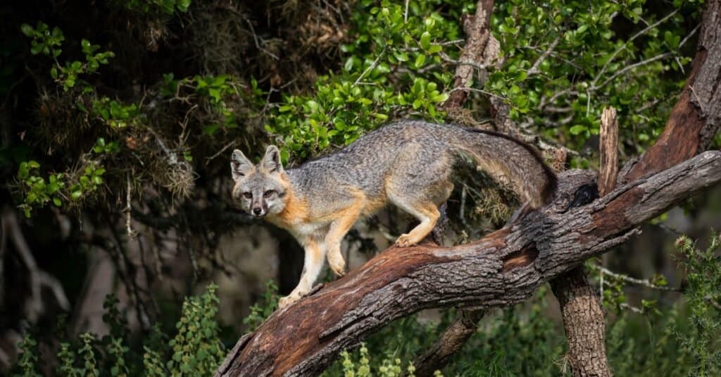 Fox screaming at night - gray fox in a tree