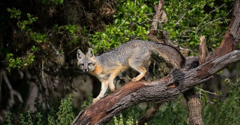 Fox scream at night - grey fox in tree