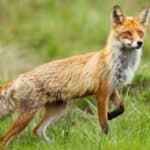Foxes scream at night for mating and defending territory. 