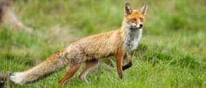 Why Do Foxes Scream At Night? Picture