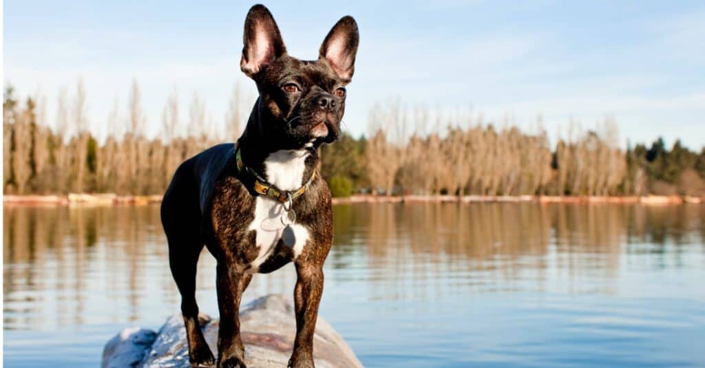 Frenchton standing on a rock in the water