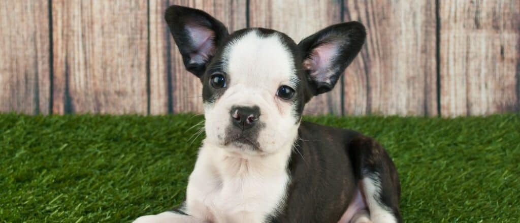 Frenchton puppy in grass