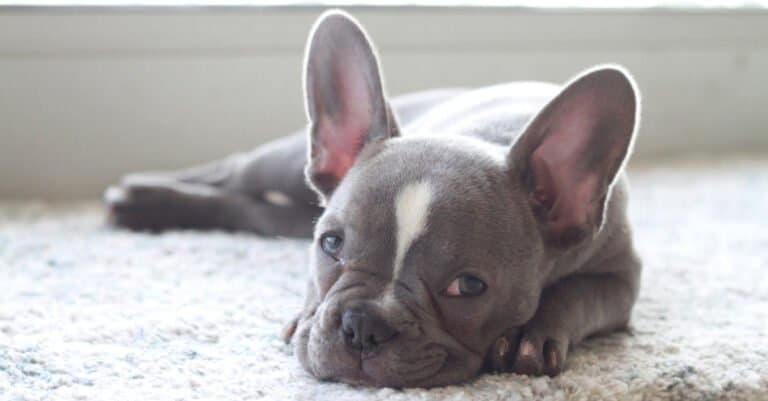 Frenchton puppy laying down