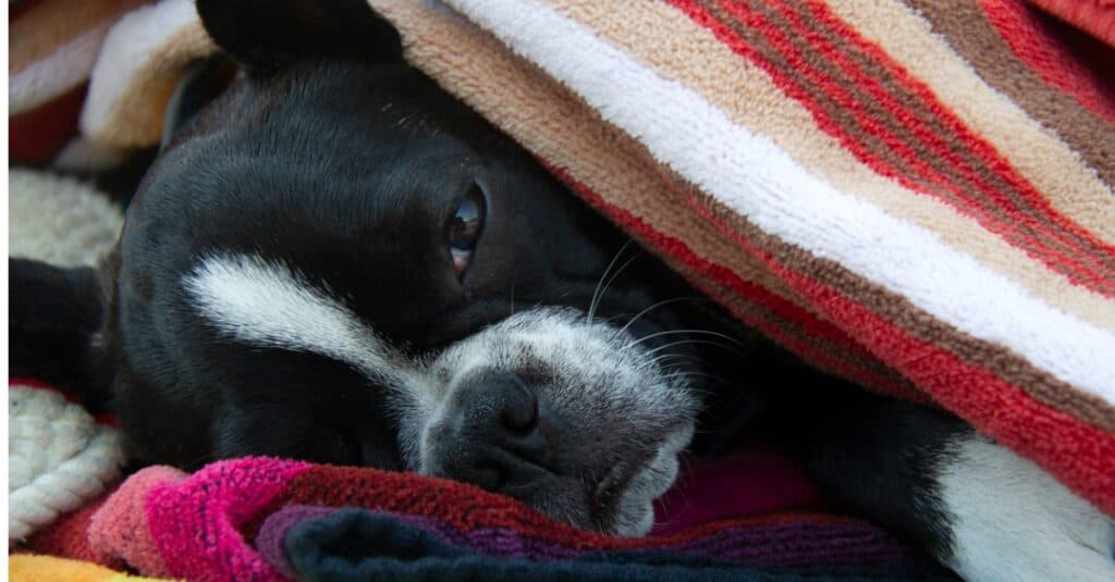 Frenchton wrapped in blanket