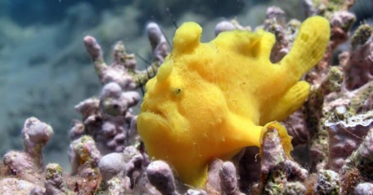 Baby of Yellow Giant Frogfish (Antennarius commersoni) sitting on the hard coral in very shallow water, Red Sea, Dahab