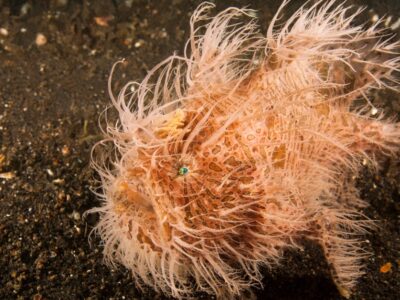 A Hairy Frogfish