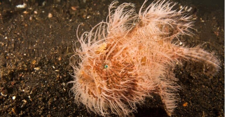 Striated Frogfish (Antennarius striatus), hairy variation, also known as the Hairy Frogfish, Lembeh Strait, North Sulawesi, Indonesia