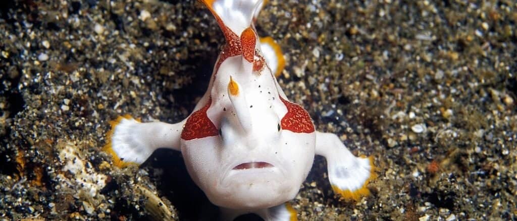 Frogfish on sand