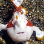 Frogfish