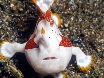 A Frogfish