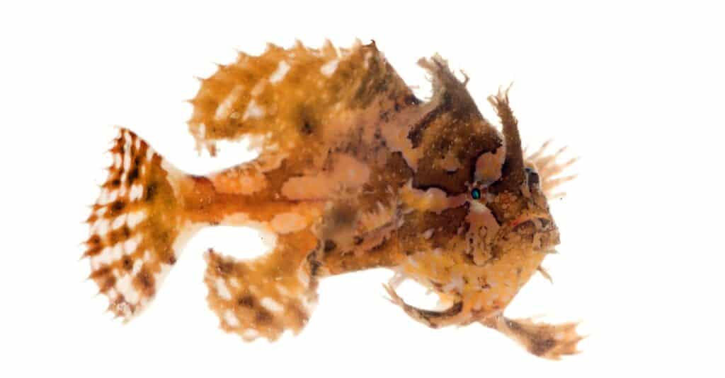 Frogfish isolated on white background
