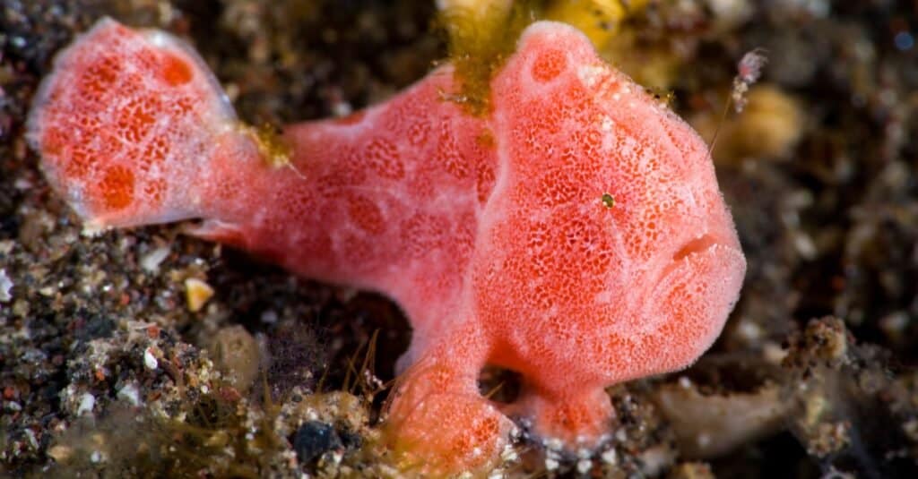 Frogfish Eating A Fish